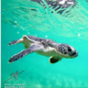 Meet your Posher, Maribelle